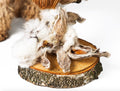 Doggy Food Kaninchenohren getrocknet - mit Haare